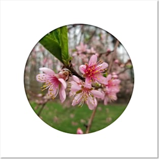 Pink peach blossoms photo Posters and Art